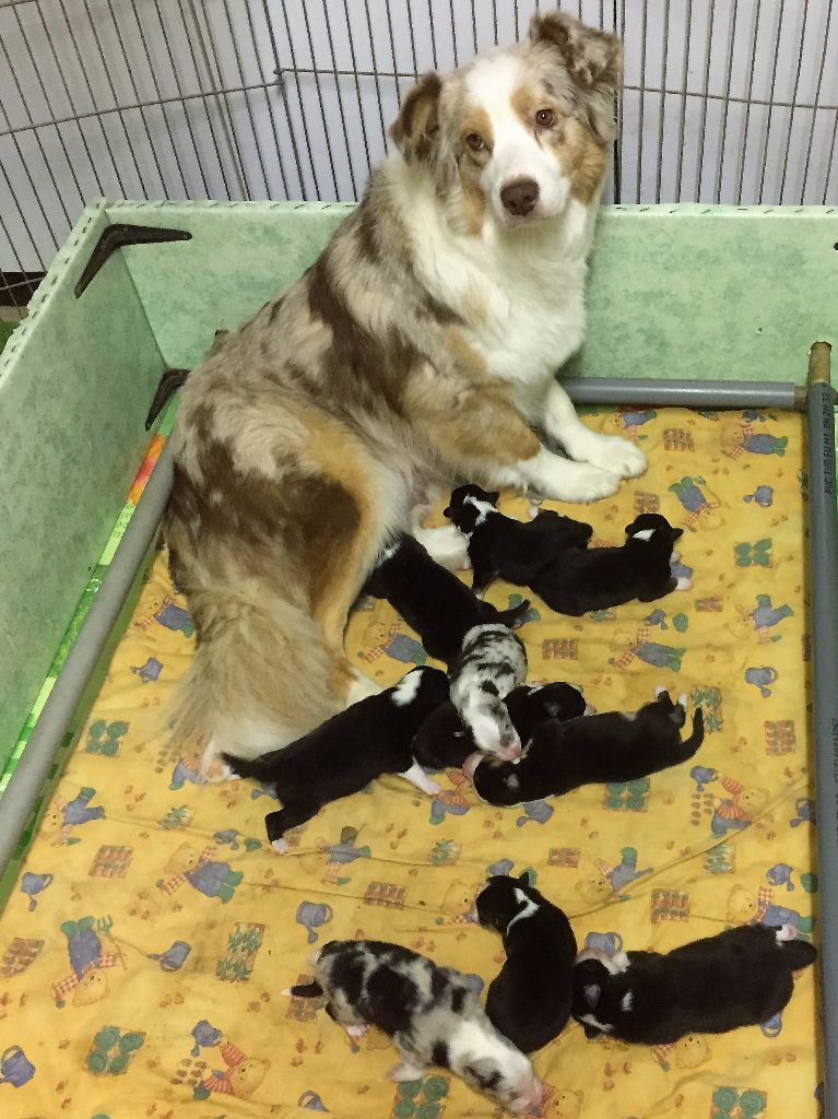 Bienvenue aux 10 bébés de Dewey !