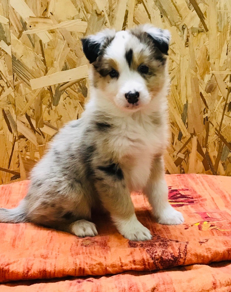 du domaine de tanheiley - Berger Australien - Portée née le 02/10/2021